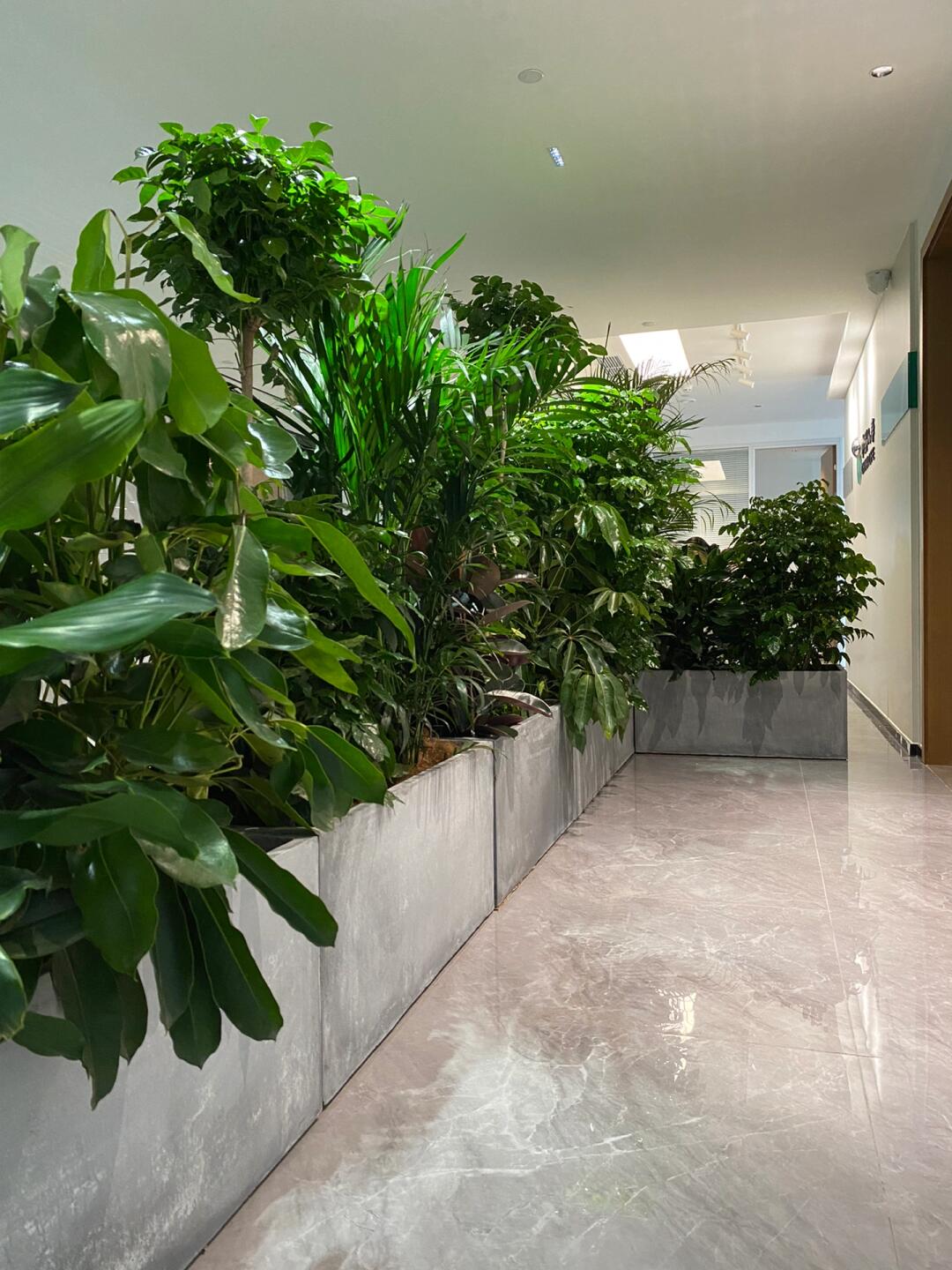 綠意空間，靈動隔斷 專業(yè)植物租賃與造景服務(wù)打造辦公新生態(tài)