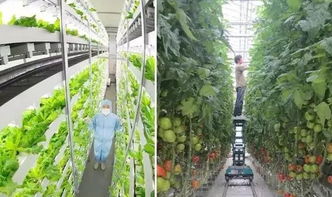 日本四大植物照明工廠規(guī)模、技術(shù)與養(yǎng)護服務(wù)全景解析