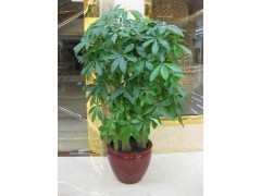 天河區(qū)蘿崗區(qū)租花買花 | 廣州植物租賃，您的辦公綠化專家