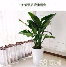 綠植租賃、花卉租擺與小區(qū)園林綠化 設(shè)計、施工與養(yǎng)護一體化服務(wù)