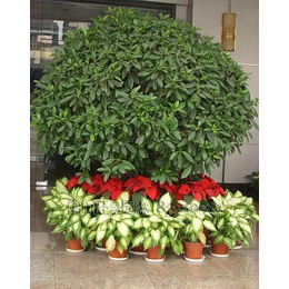 節(jié)日綠化植物出租 洪山夢菲園藝——專業(yè)盆景租賃與養(yǎng)護服務(wù)